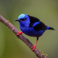 květomil modrý - Cyanerpes cyaneus