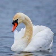 labuť velká - Cygnus olor