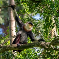 langur duk - Pygathrix nemaeus