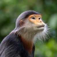 langur duk - Pygathrix nemaeus