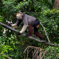 langur duk - Pygathrix nemaeus