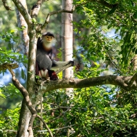 langur duk - Pygathrix nemaeus