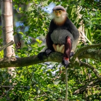 langur duk - Pygathrix nemaeus