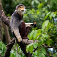 langur duk - Pygathrix nemaeus