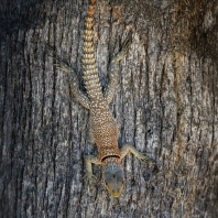 leguán madagaskarský - Oplurus cuvieri