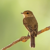 lejsek horský - Muscicapa adusta