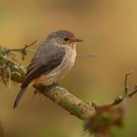 lejsek horský - Muscicapa adusta