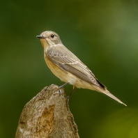 lejsek šedý - Muscicapa striata