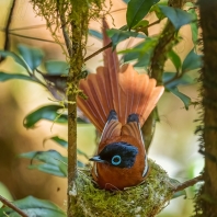 lejskovec madagaskarský - Terpsiphone mutata