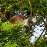 lemur kata - Lemur catta