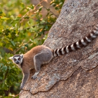 lemur kata - Lemur catta