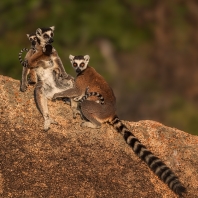 lemur kata - Lemur catta