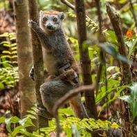 lemur korunkatý - Eulemur coronatus