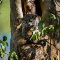 lemur Randrianasoleův - Lepilemur...