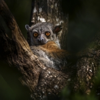 lemur Randrianasoleův - Lepilemur...