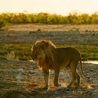 lev - Panthera leo