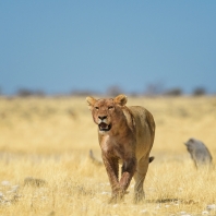 lev - Panthera leo