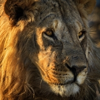 lev - Panthera leo