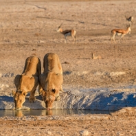 lev - Panthera leo