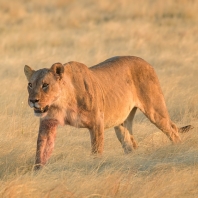 lev - Panthera leo