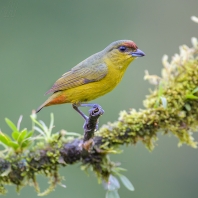 libohlásek Gouldův - Euphonia gouldi