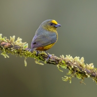 libohlásek Gouldův - Euphonia gouldi