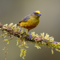 libohlásek Gouldův - Euphonia gouldi