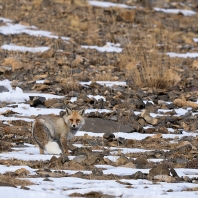 liška obecná - Vulpes vulpes