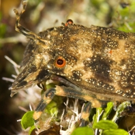 listorožec pestrý - Scyllarus arctus