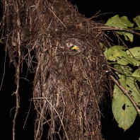 loboš červenočerný - Cymbirhynchus...