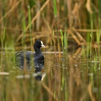 lyska černá - Fulica atra