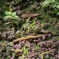 mabuja východní - Eutropis multifasciata