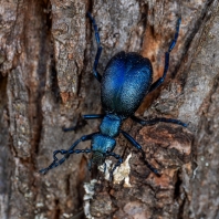 majka fialová - Meloe violaceus