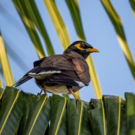 majna obecná - Acridotheres tristis