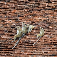 makak bandar - Macaca sinica