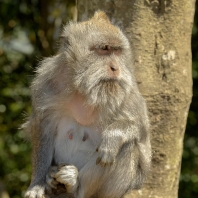 makak jávský - Macaca fascicularis