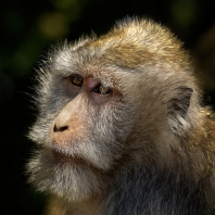 makak jávský - Macaca fascicularis