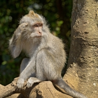 makak jávský - Macaca fascicularis