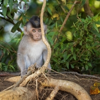 makak jávský - Macaca fascicularis