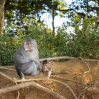 makak jávský - Macaca fascicularis