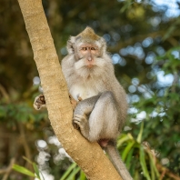 makak jávský - Macaca fascicularis