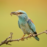 mandelík hajní - Coracias garrulus