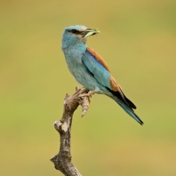 mandelík hajní - Coracias garrulus