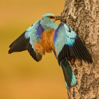 mandelík hajní - Coracias garrulus