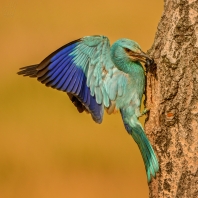 mandelík hajní - Coracias garrulus