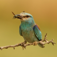 mandelík hajní - Coracias garrulus