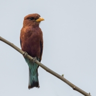 mandelík skořicový - Eurystomus glaucurus