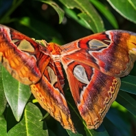 martináč atlas - Attacus atlas