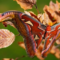 martináč atlas - Attacus atlas