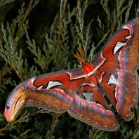 martináč atlas - Attacus atlas